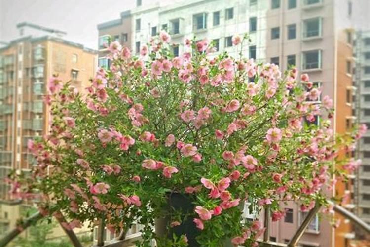 怎样给木本花卉施肥？