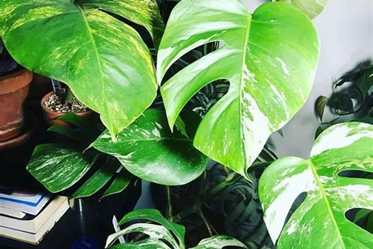 20米高的龟背竹大王, 把邻居的墙都爬满了,他用了啥猛料？
