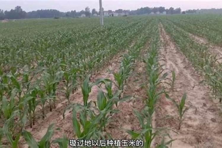 锌肥对玉米有什么好处啊
