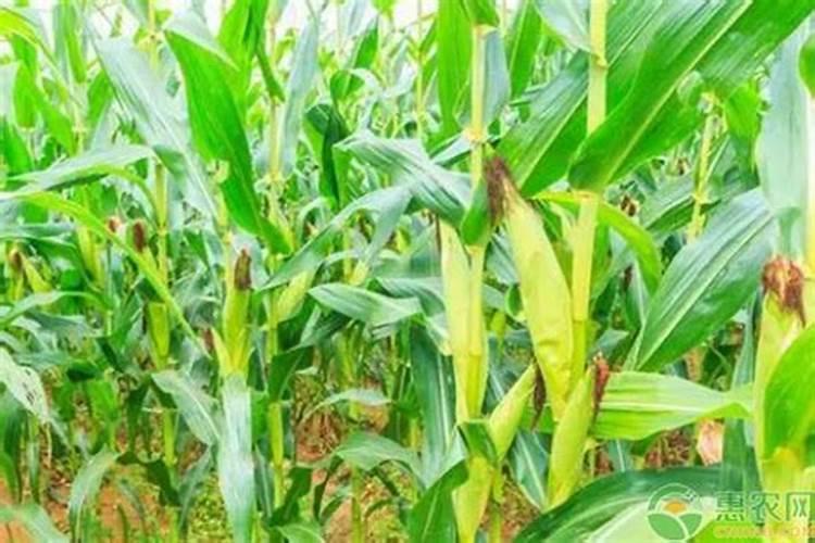 水溶肥排名前十位的有哪些品牌