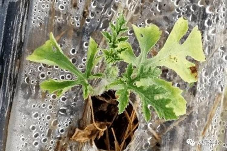 多肉丫枝怎样种植