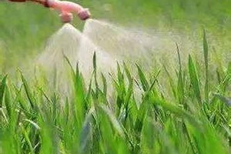 多肉叶插怎么快速发芽