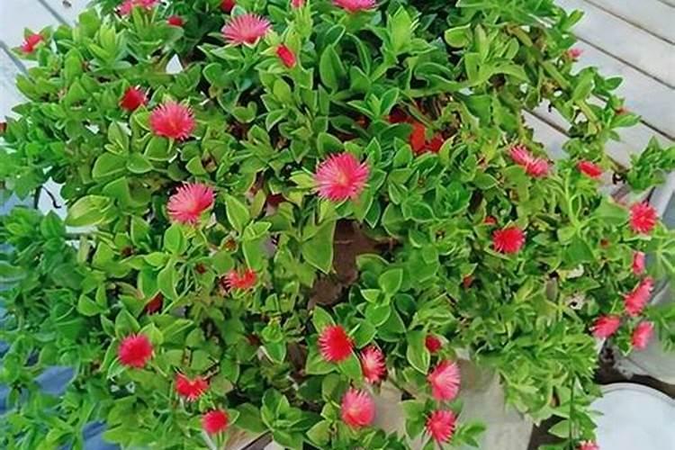 桂花叶子喷什么叶面肥最好