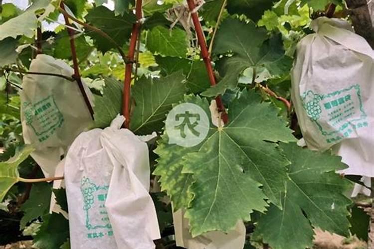 葡萄套袋时间及方法,养殖葡萄的技巧
