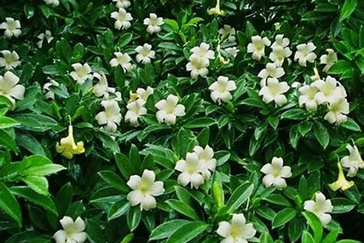 怎么养能使非洲茉莉开花