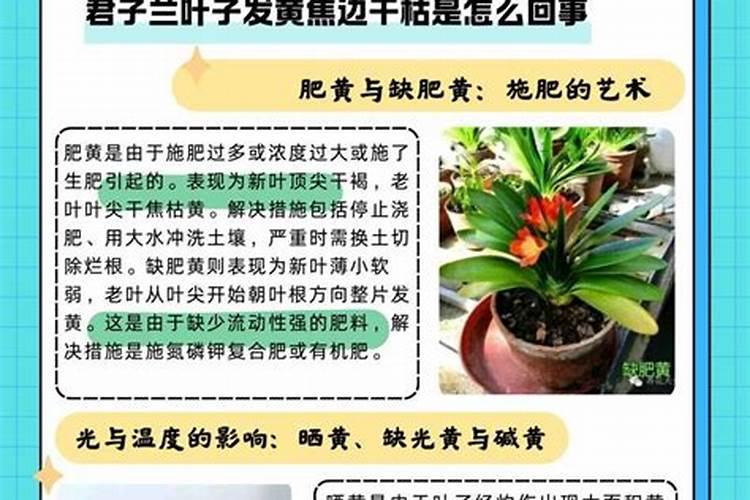 颗粒硼肥什么牌子的好