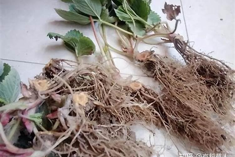 老师我家草莓有根腐病用什么药打和灌根好,很严重？