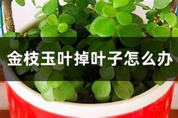 硝酸磷肥有什么性质？