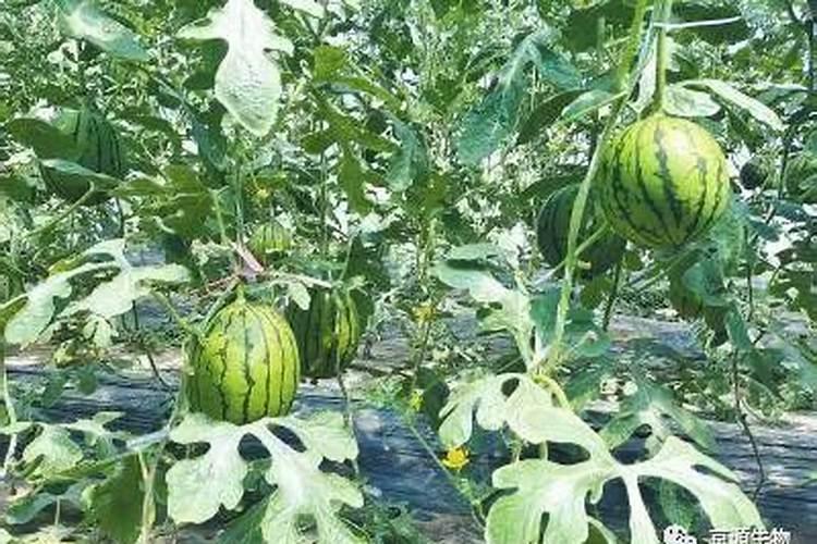 小葱育苗方法和时间