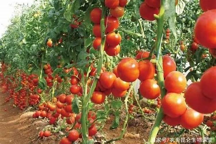 土豆叶面肥在什么时候喷,