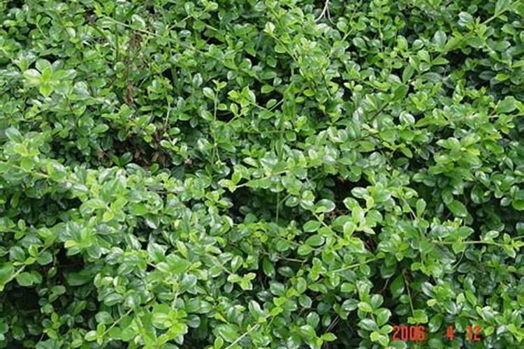 盆景福建茶种植方法(盆景福建茶种植方法详解,从选种到养护,全方位解析...