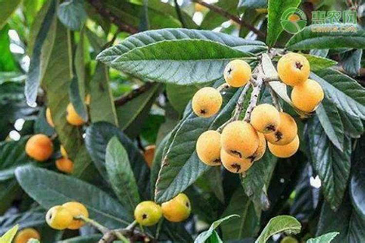 月季花哪时候施肥比较好 月季花什么时候施肥