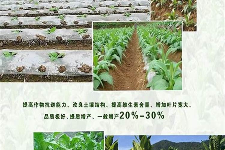 家里养的荆棵盆景到了冬天叶子会掉光吗？