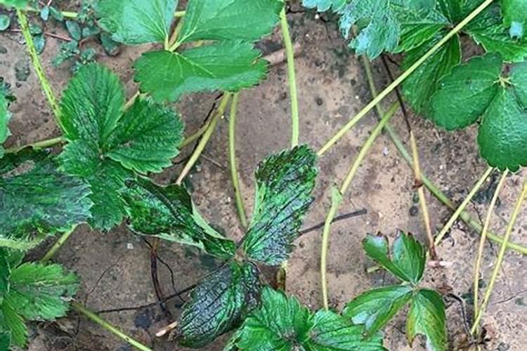 夏麦坟一般农历几月夏麦坟是农历几月