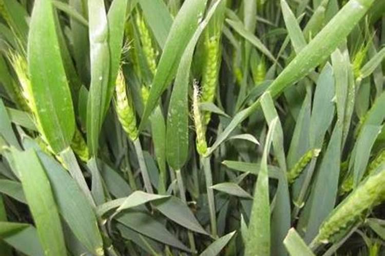 熟牛肉中为何有硝铵味道？