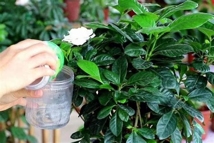 尿素可以用来给栀子花施肥吗
