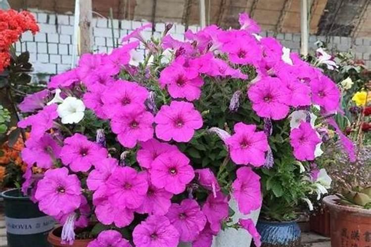 干支梅花怎么水养会生根吗？