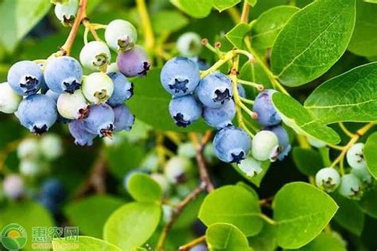 【钾肥的正确施肥方法、施肥时间与施肥技巧】