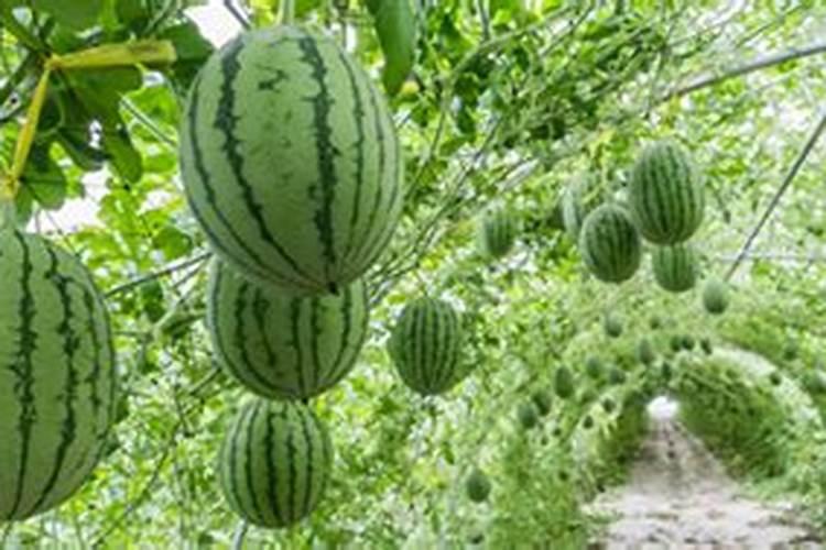 西瓜开花后结果如何管理施肥