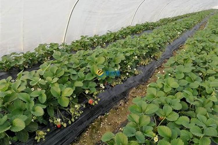 蔬菜施肥后多久能吃才安全