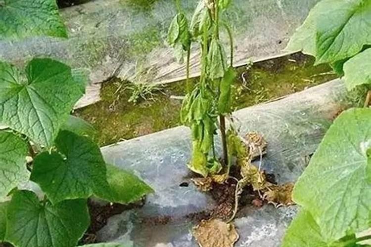冬季北方管理温室大棚黄瓜,水肥怎样使用能保证产量高？