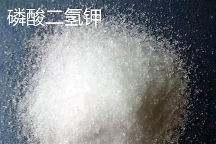 西葫芦开花期间的管理