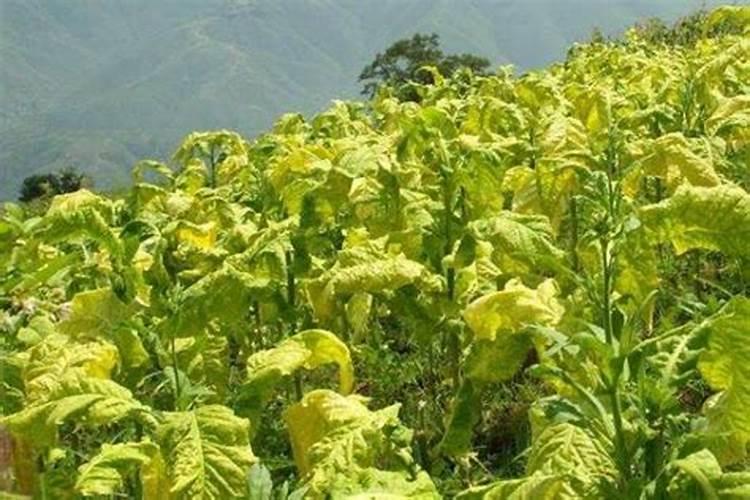 氮肥和复合肥的区别