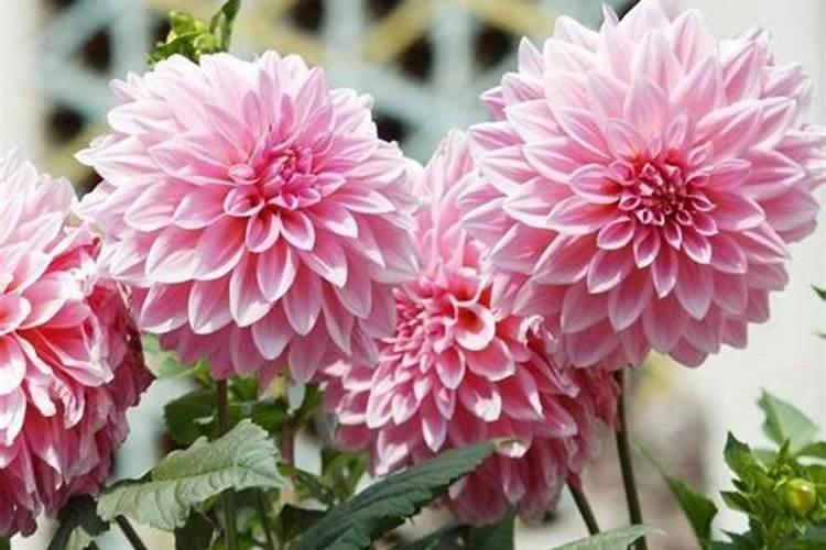 大丽花喜肥吗 喜欢施什么肥料