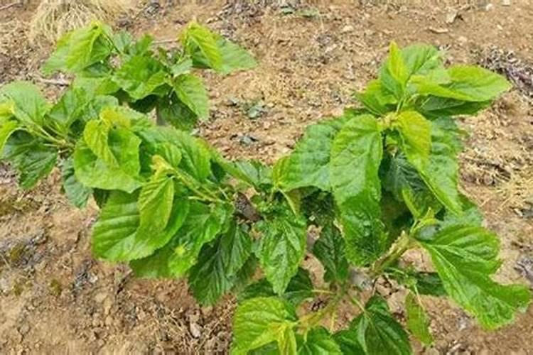 桑树适合什么肥