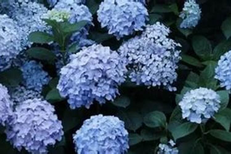 十大品牌柠檬酸磷苷水溶肥排名