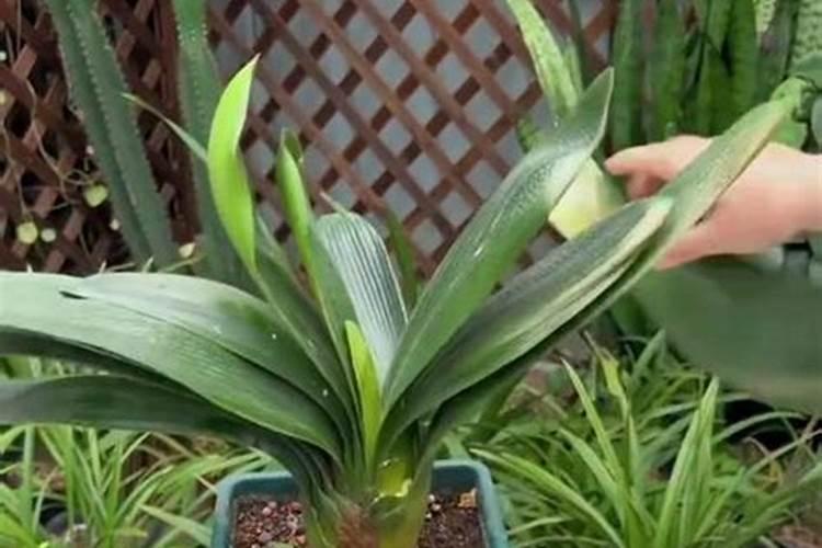 植物施肥多久吸收 植物施肥后多久吸收养分？