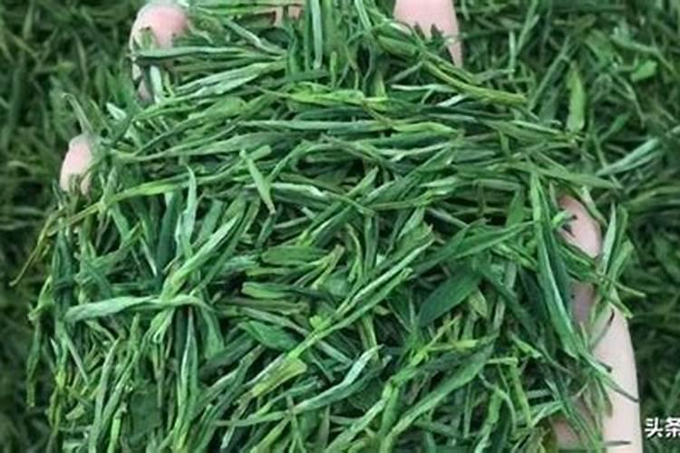 安吉白茶施肥管理,一年都需要施肥3~5次!