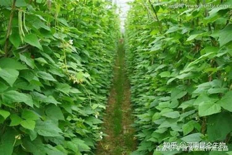 施用海藻肥有哪些好处