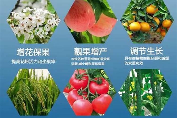 巨峰葡萄保花保果最佳配方