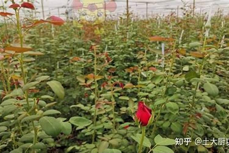 柑橘果实膨大期追肥:磷钾肥增甜膨大调色师着色靓果
