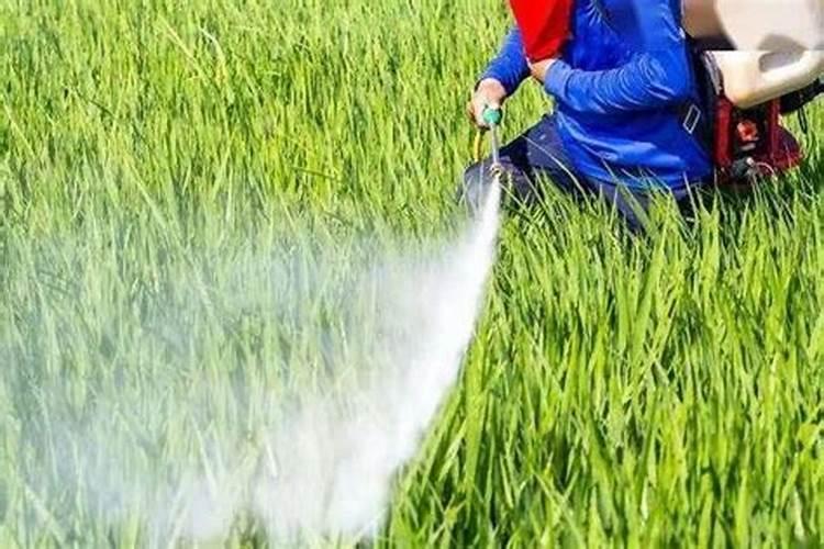 水溶肥好还是复合肥好