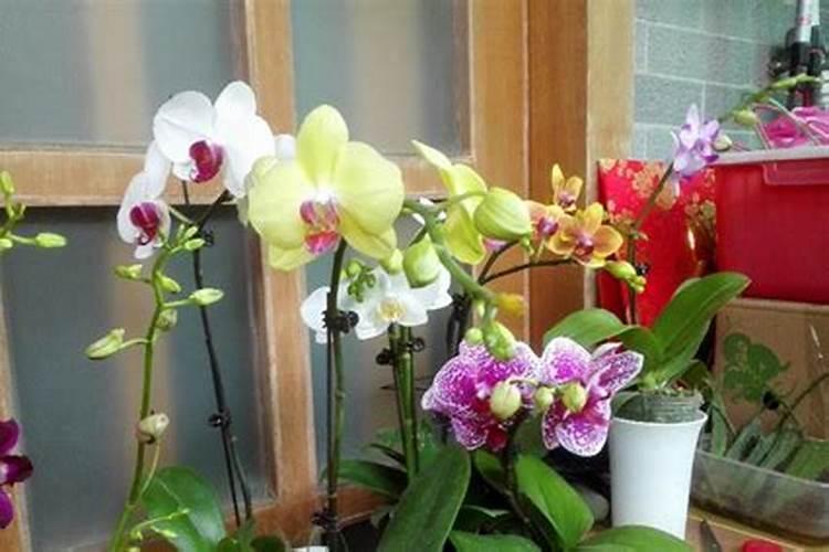 脐橙采果后喷什么叶面肥好