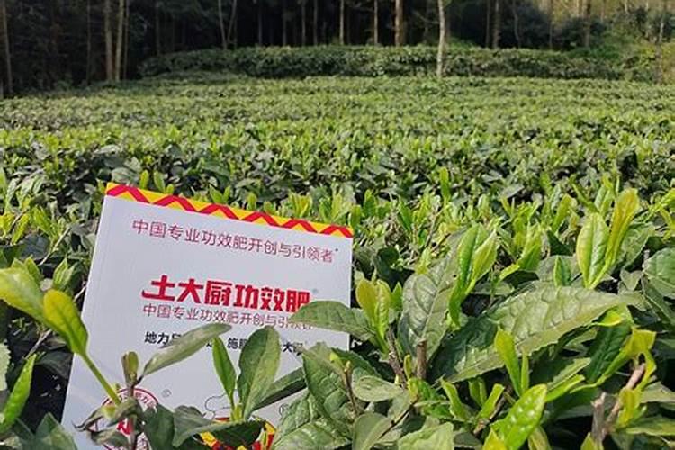 冬天用温水浇花好呢？还是用凉水浇花好呢？