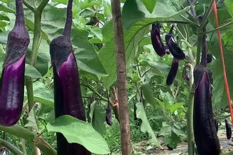 夏季可以给果树施肥吗