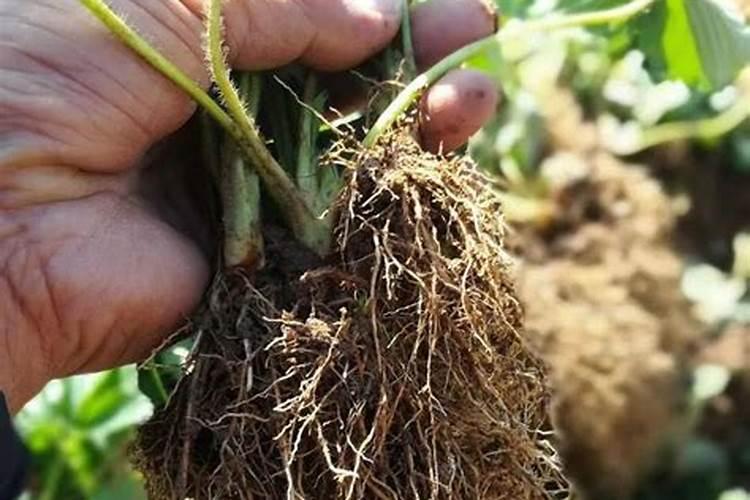 含腐植酸水溶肥料使用方法