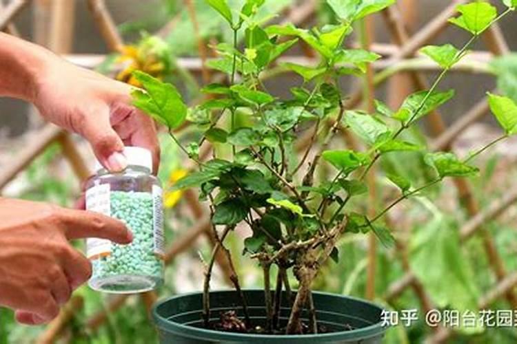 虎头茉莉怎么施肥