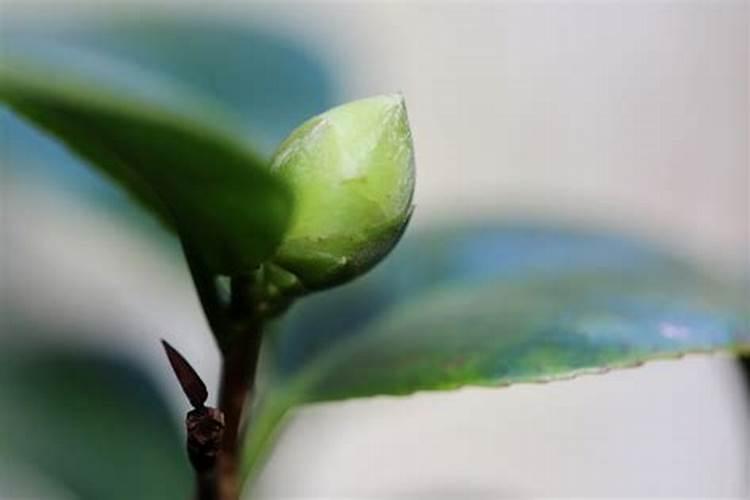 秋季已现花苞的茶花如何施肥和促花 要注意几件事