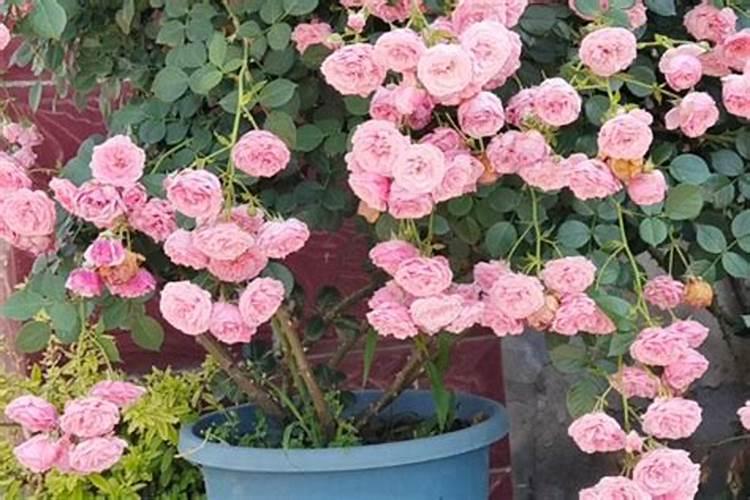 蔷薇花施肥方法