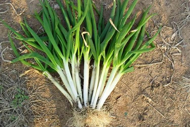 马蹄怎么种植才甜 马蹄的种植方法