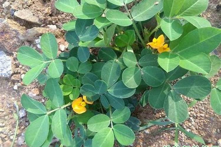 种植花生和大豆时,不需要施氮肥的原因是( )A.土壤中的氮肥足够多B.大 ...