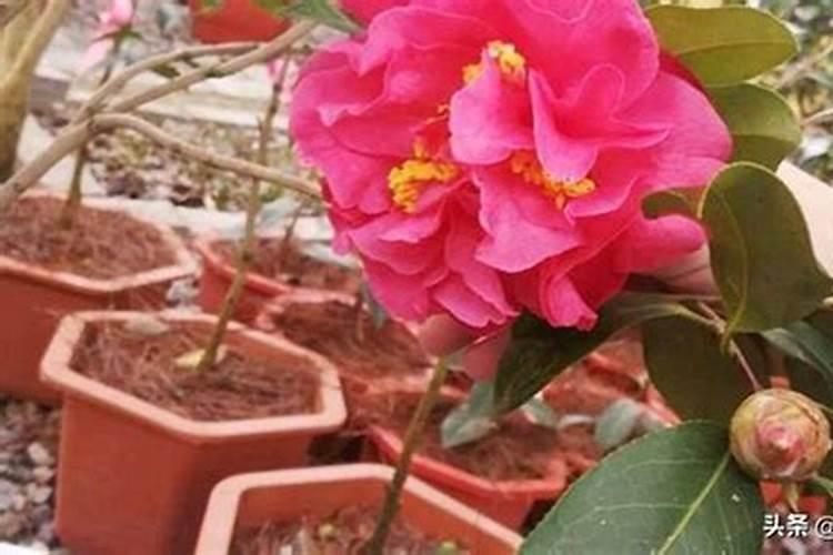 茶花施什么肥最好,什么时候施肥