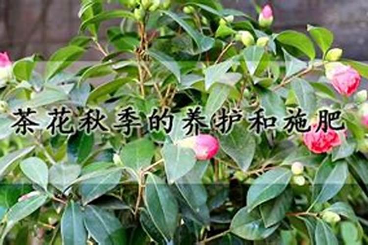 茶花施什么肥料最好