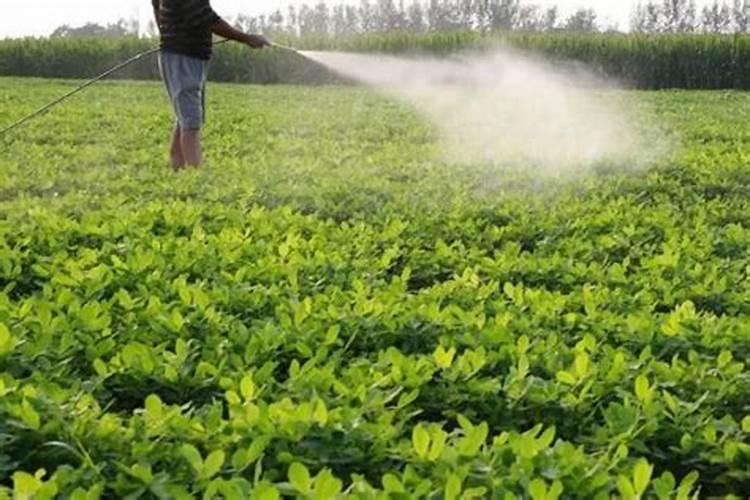 莘县叶面肥:花生应该什么时候喷施叶面肥？喷施什么叶面肥？