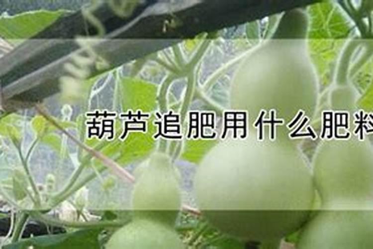 葫芦追肥用什么肥料 施肥后如何养护