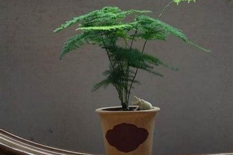如何判断兰花缺水缺肥,如何补水补肥